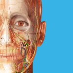 Human Anatomy Atlas APK (Paid) Free Download Latest Version